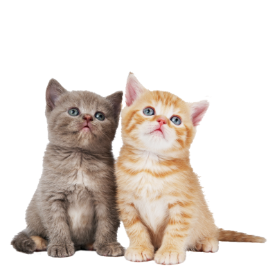 Dermatalogy banner cats