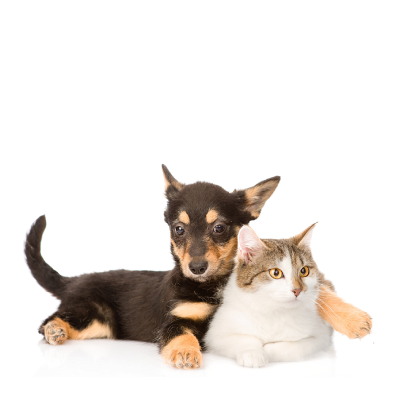 cats