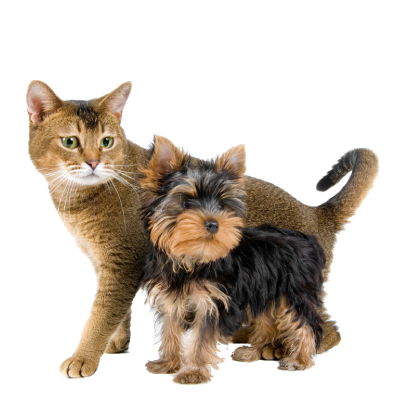 In house banner cats