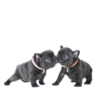 New client form banner cats