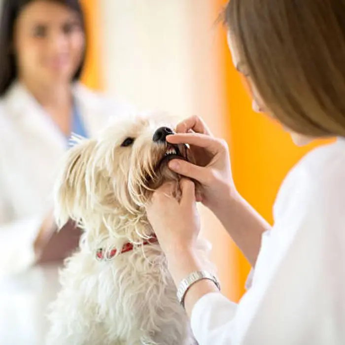 Pet dental