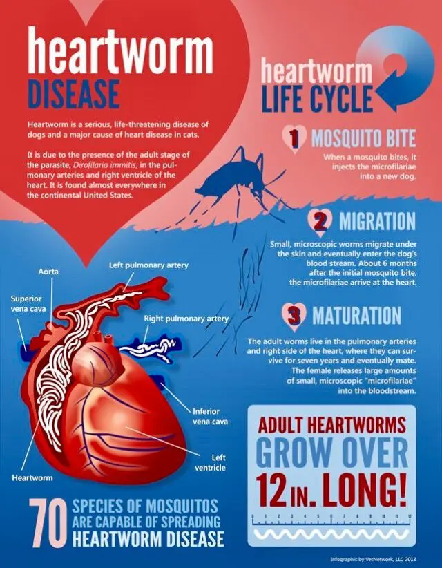 heartworm