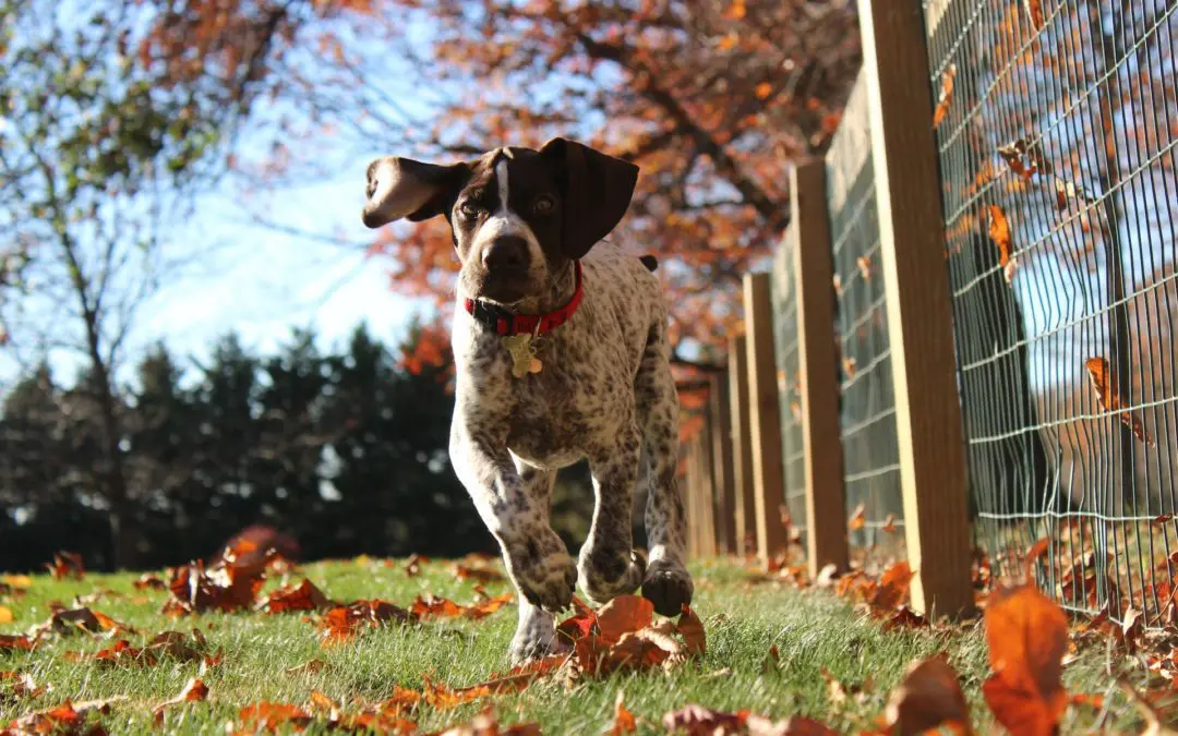 5 Halloween Pet Safety Tips