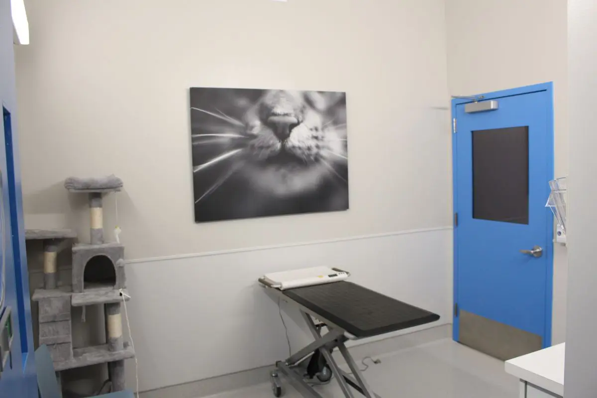 Hospital Tour – cat exam room Hospital Tour - cat exam room
