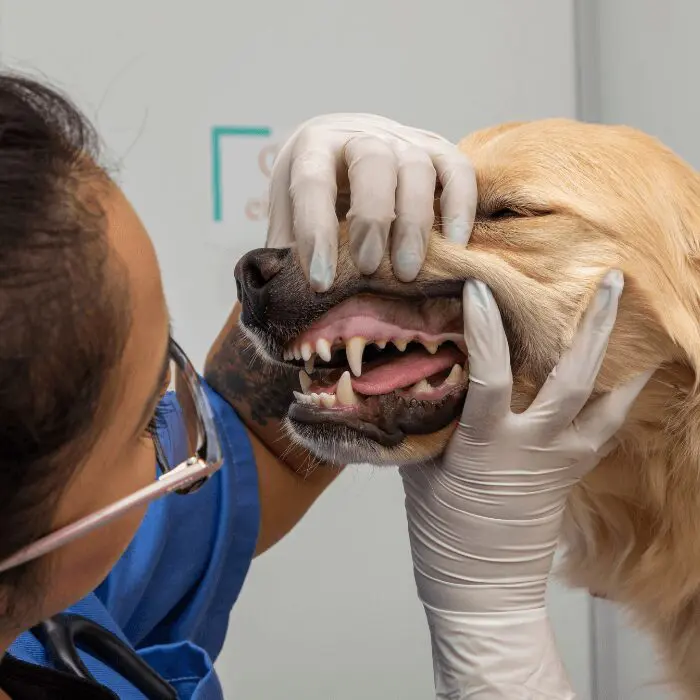 Pet Dentistry dog teeth