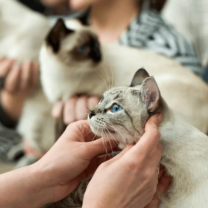 Pet Dermatologist cat exam