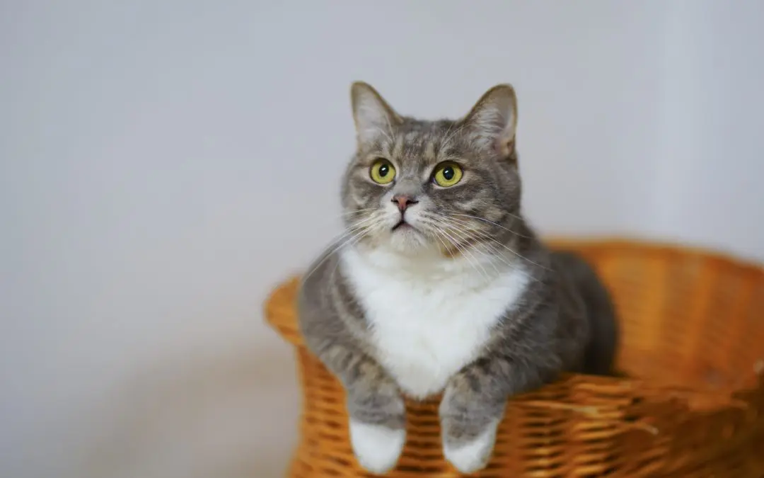 How to Spot Pet Diabetes
