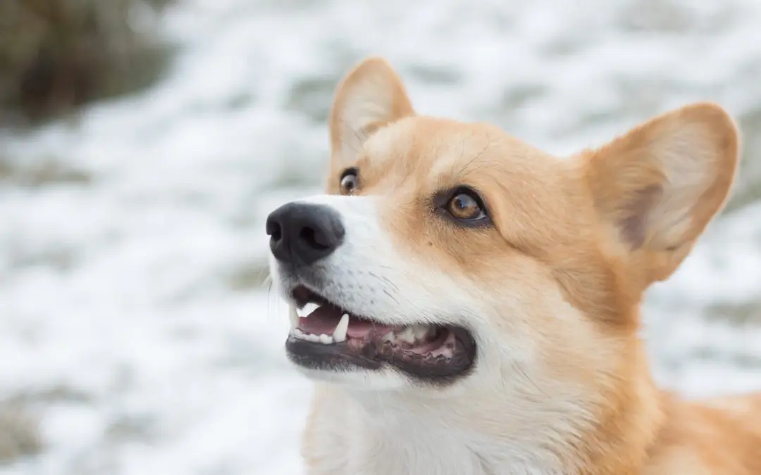 4 Ways To Help Your Senior Pet Handle the Changing Seasons