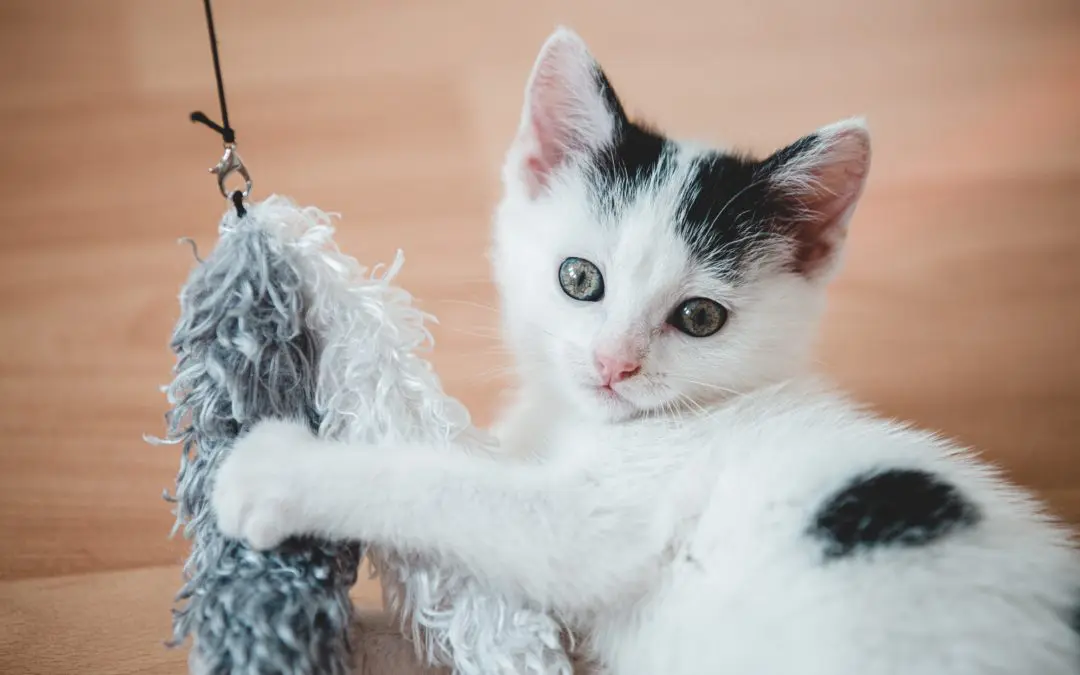 How to Have Fun with Your Pet This Winter Indoors