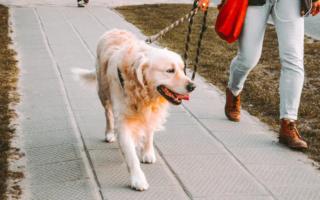 Helpful Low-Effort Exercises for Your Senior Pet