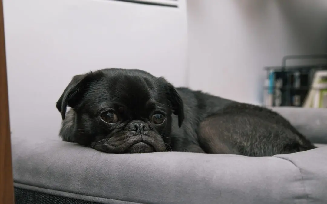 The Potential Warnings That Your Pet Could be in a Winter Emergency