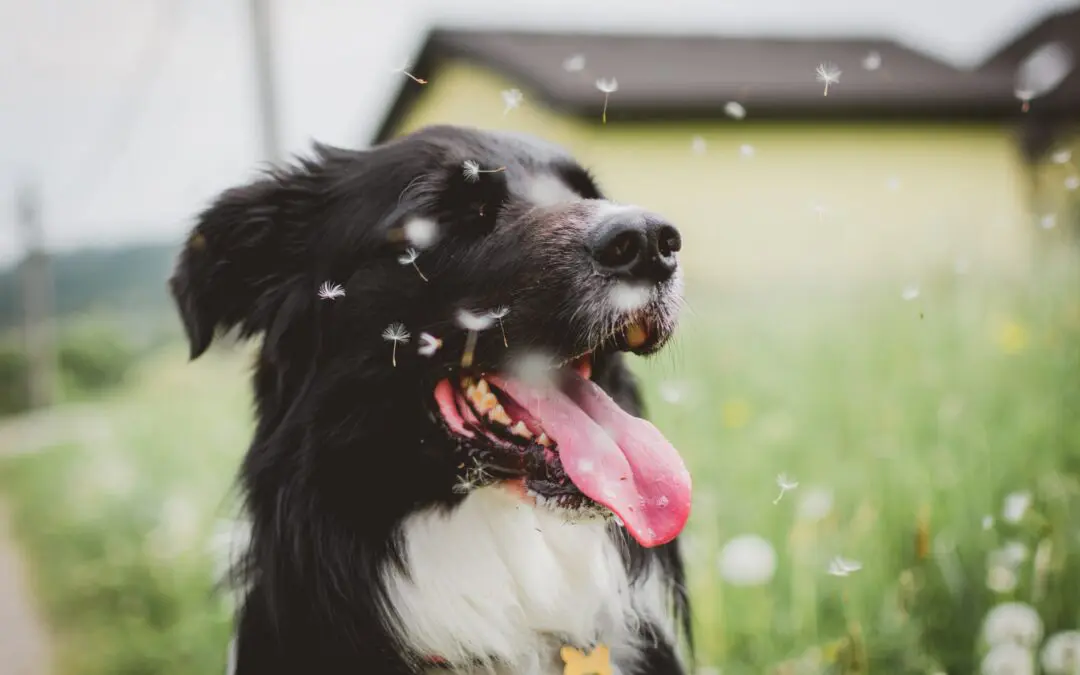 Stay Aware of Pet Emergencies This Spring