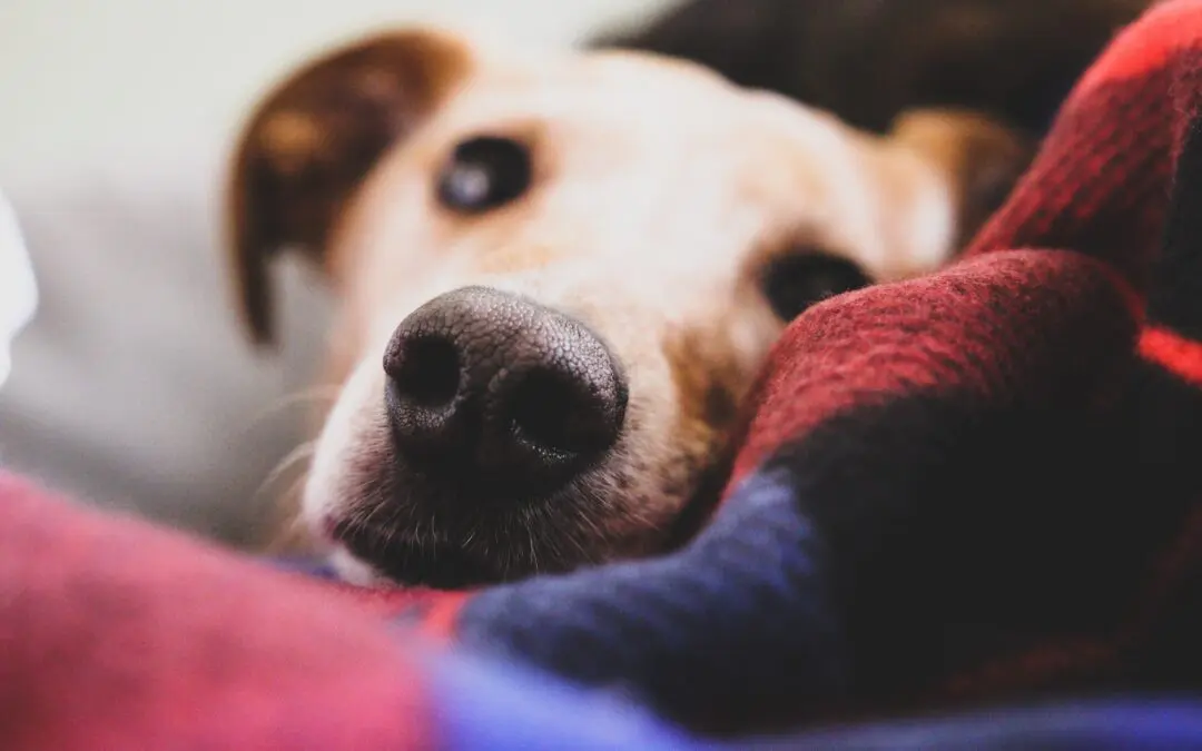 5 Hazardous Toxins for Your Pet at Home