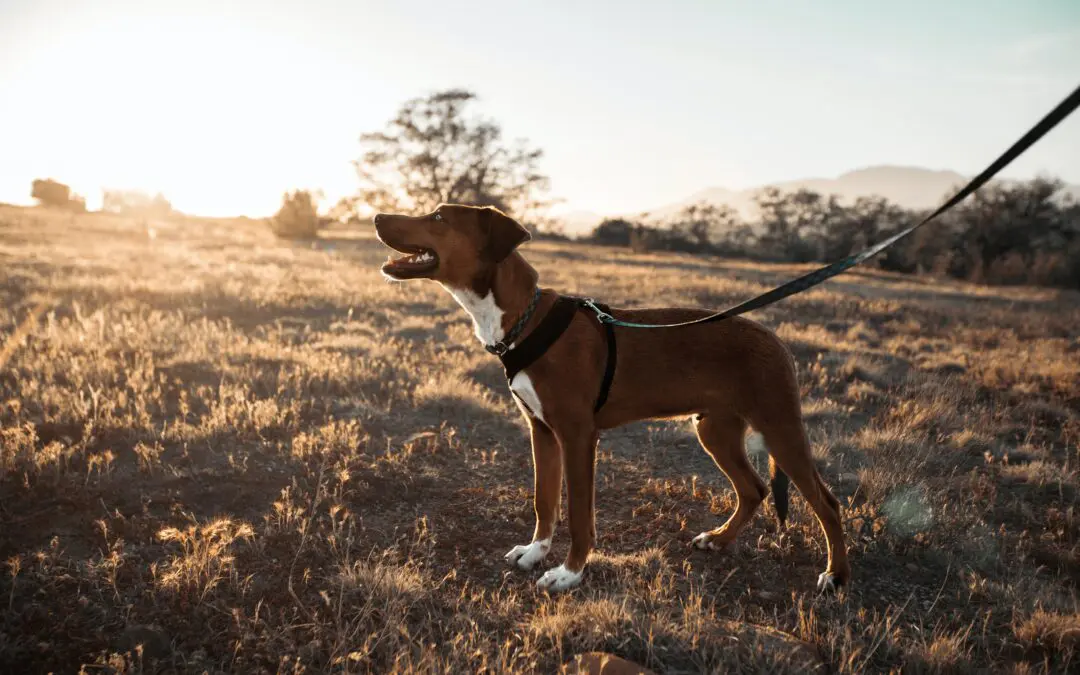 Tips and Tricks to Prevent Dog Bites