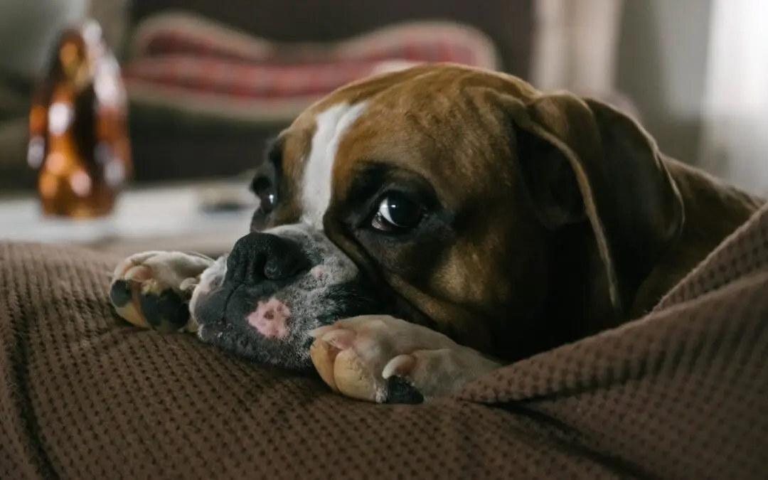 5 Common Pet Soft Tissue Surgeries