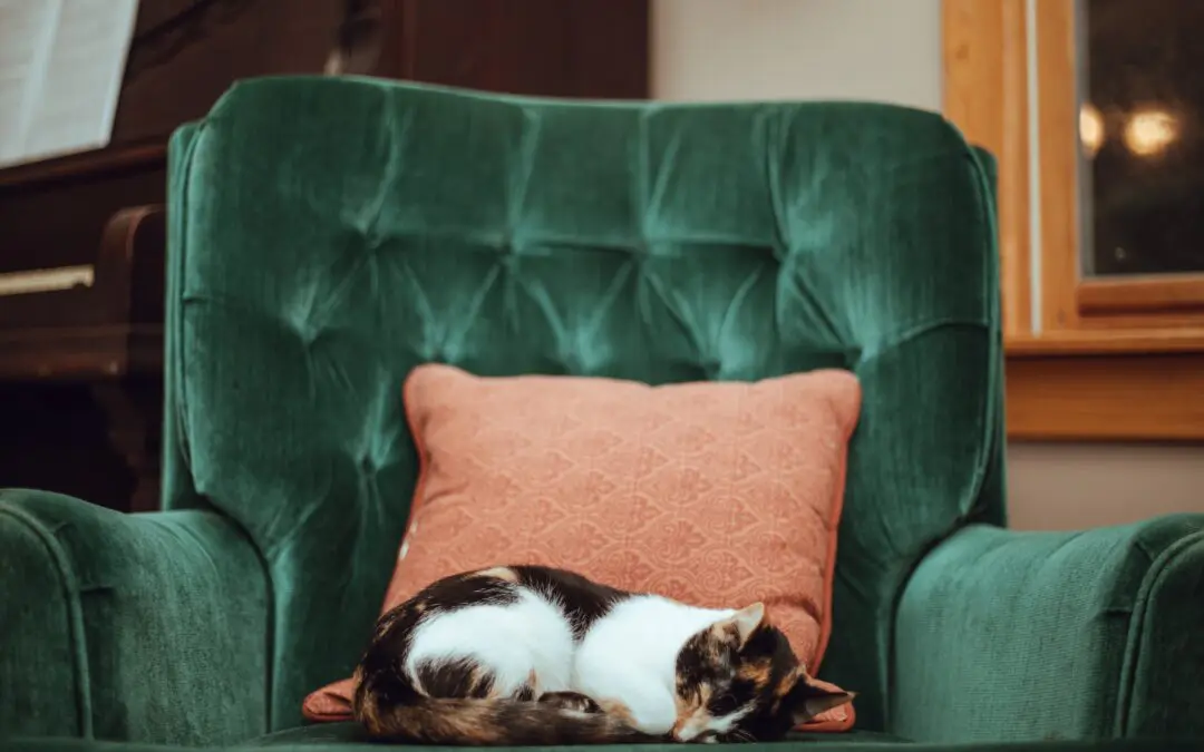 How To Help Your Arthritic Cat