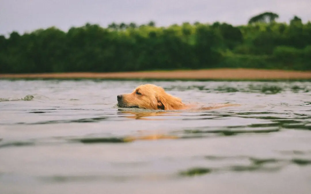 5 Tips for Safe Swimming Practices for Pets