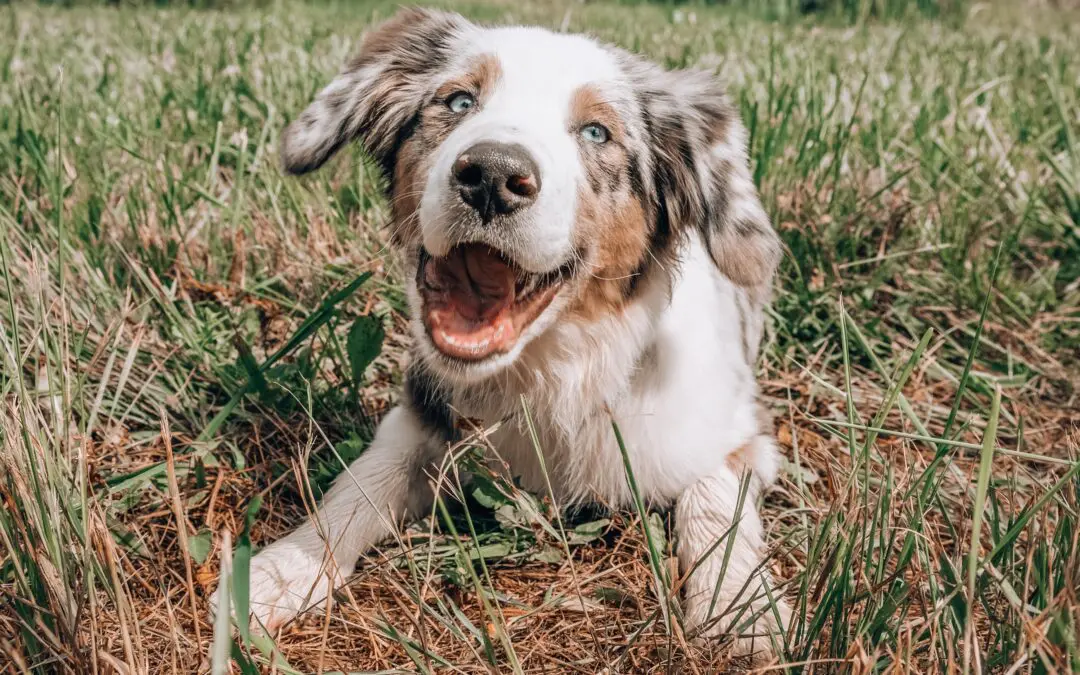 Safeguarding Your Health: Vital Information on Pet-Transmitted Diseases