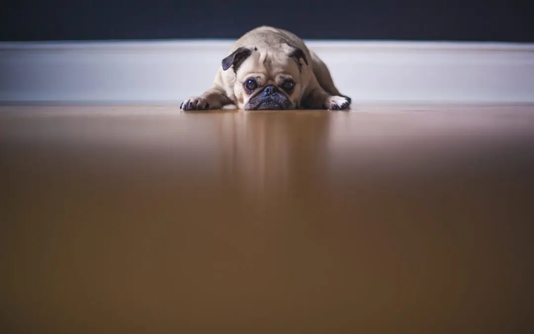 Assisting Your Pet in Coping With Anxiety: 5 Practical Tips