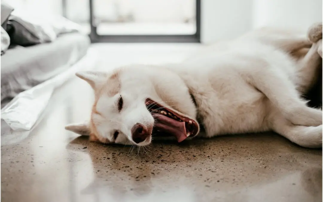Tips for Making Your Pets More Comfortable During Back-to-School Season