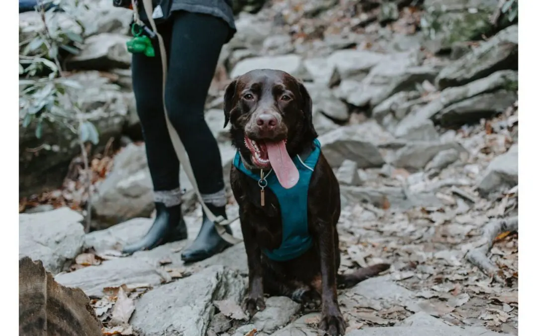Discover Outdoor Activities You Can Enjoy With Your Pet