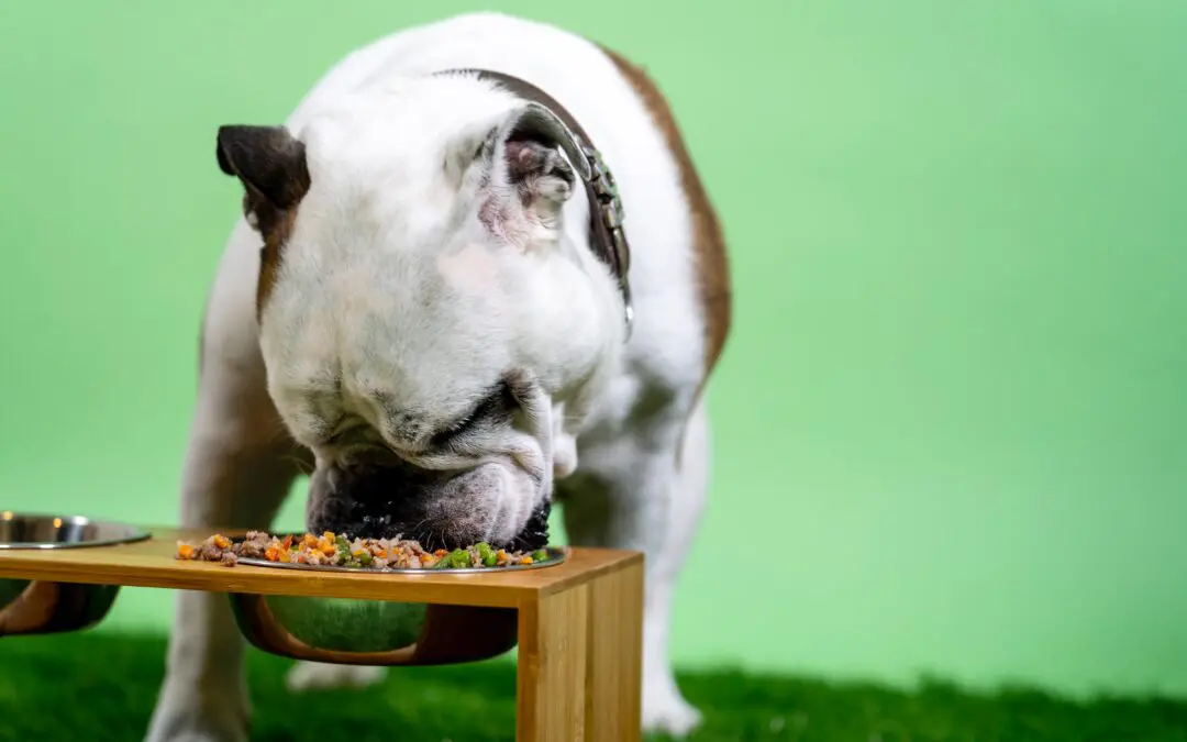 Top Choking Hazards For Pets