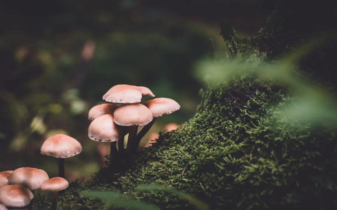 Toxic Mushrooms and Dogs: Understanding the Hidden Threat