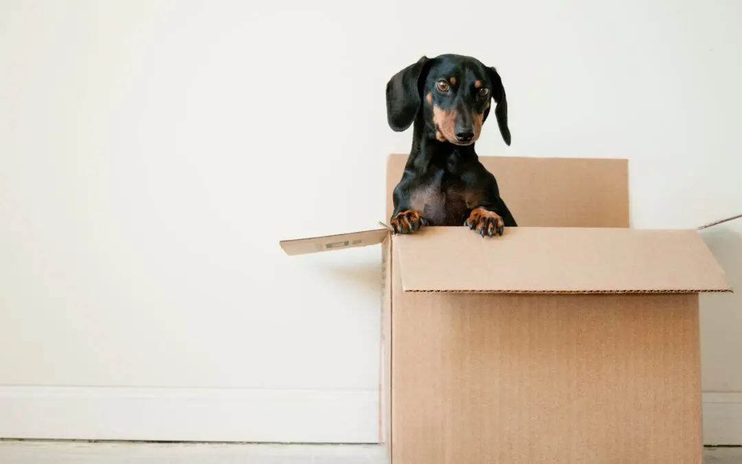 Choosing Love Over Surprises: The Case Against Gifting Pets
