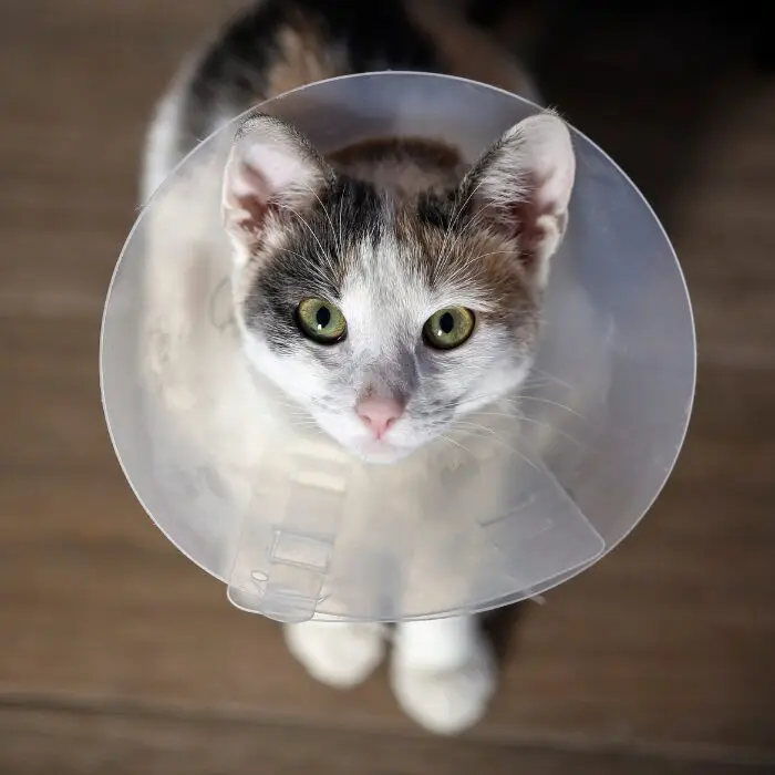 Specialty Surgery