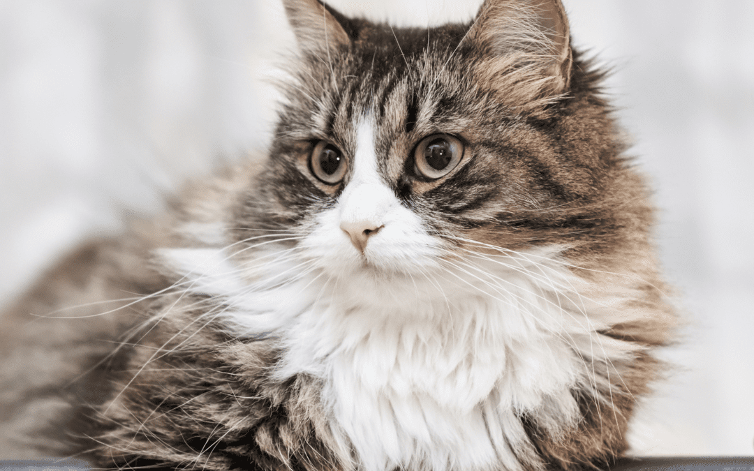 Helping Your Cat Feel Comfortable at the Vet