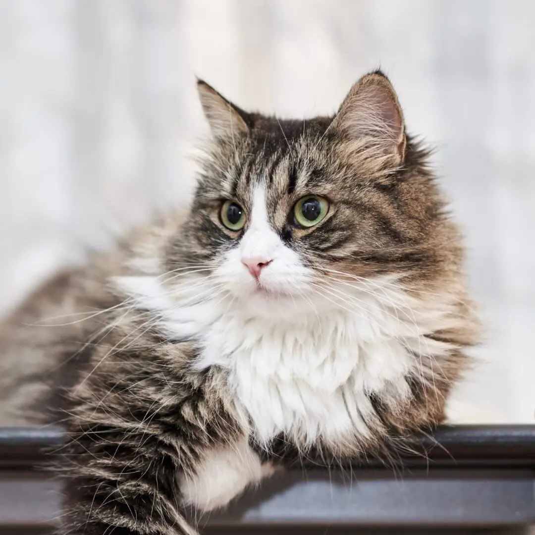white and grey cat