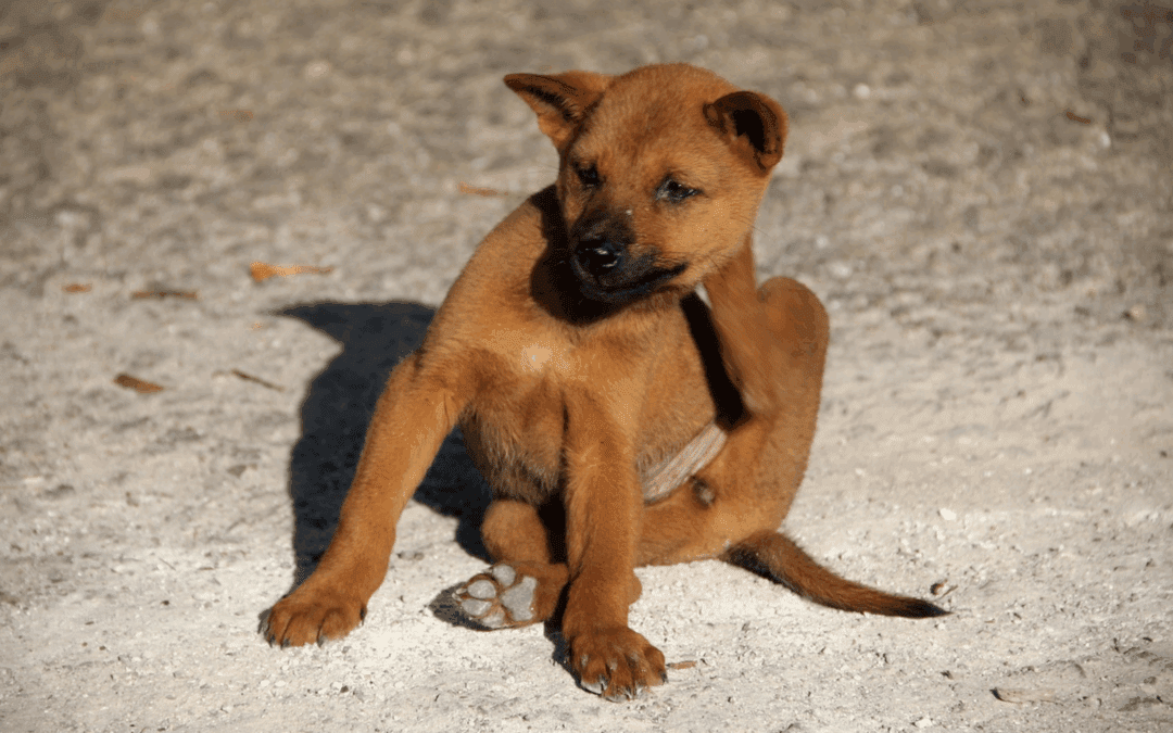 Is Your Pet Always Itchy?