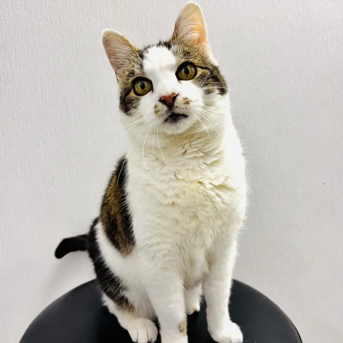 A white and brown cat sits upright on a black stool