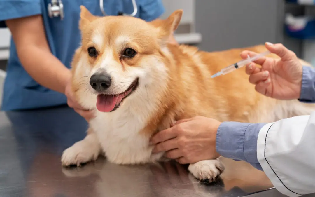 Vets Requires Rabies Vaccinations