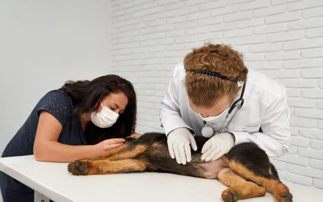 Allergy Season Is Coming: What Dog & Cat Owners Should Know