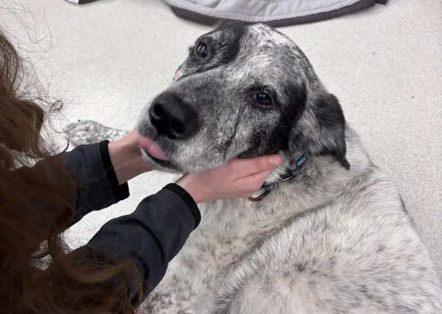1 A person gently petting a dog