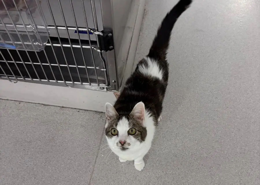 2 A cat stands alert in front of a cage