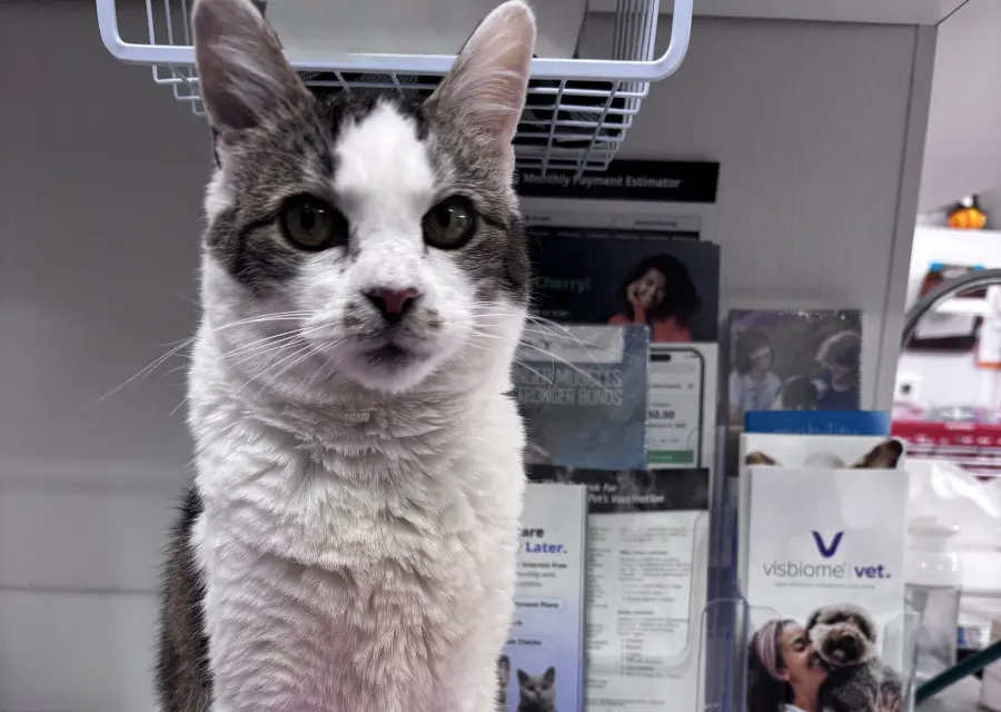 A cat with a tabby and white coat sits on a counter A cat with a tabby and white coat sits on a counter