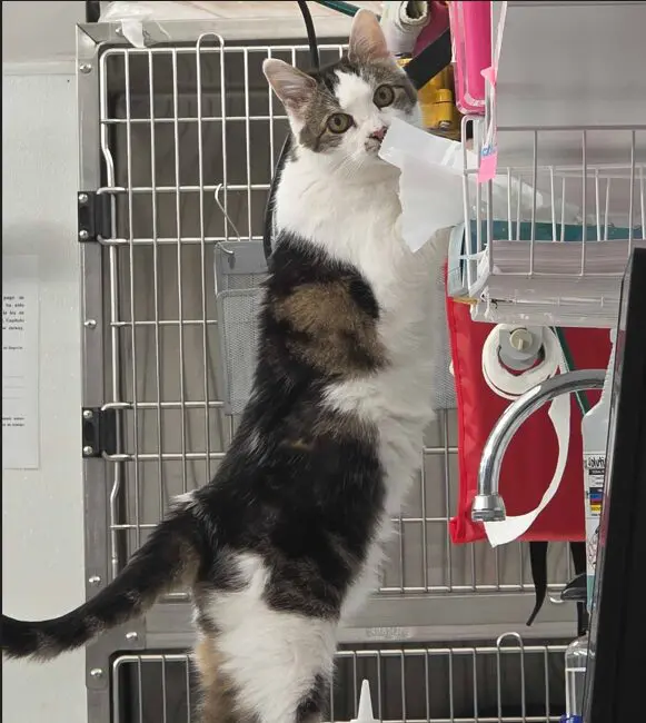 naughty squeaky