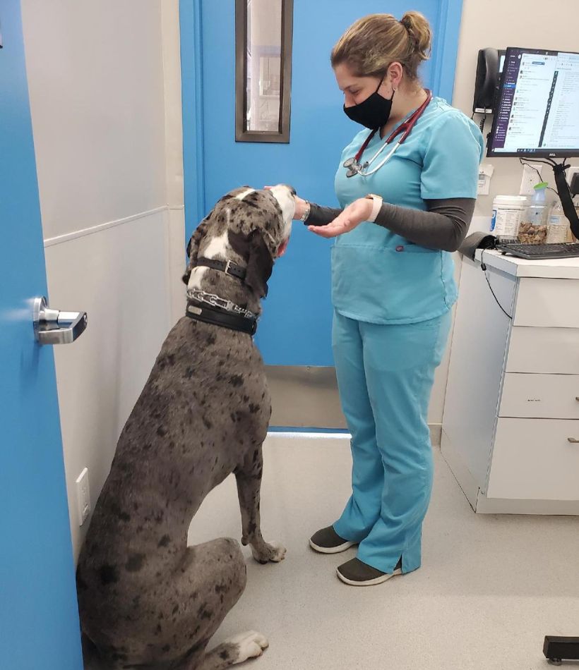 staff with great dane