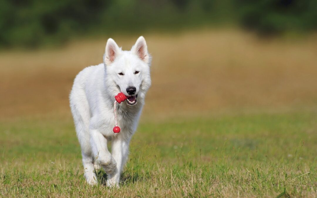 White dog running on grass with a toy in their mouth