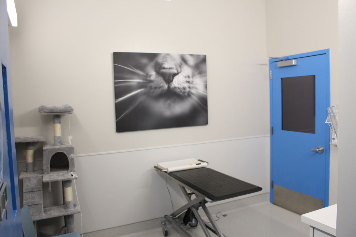 Hospital Tour - cat exam room