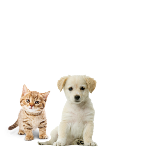 home cat and dog