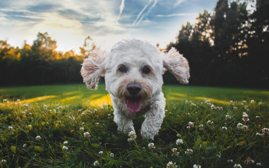 Small white dog running in the grass