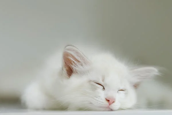 The Therapeutic Influence of a Cat’s Purr