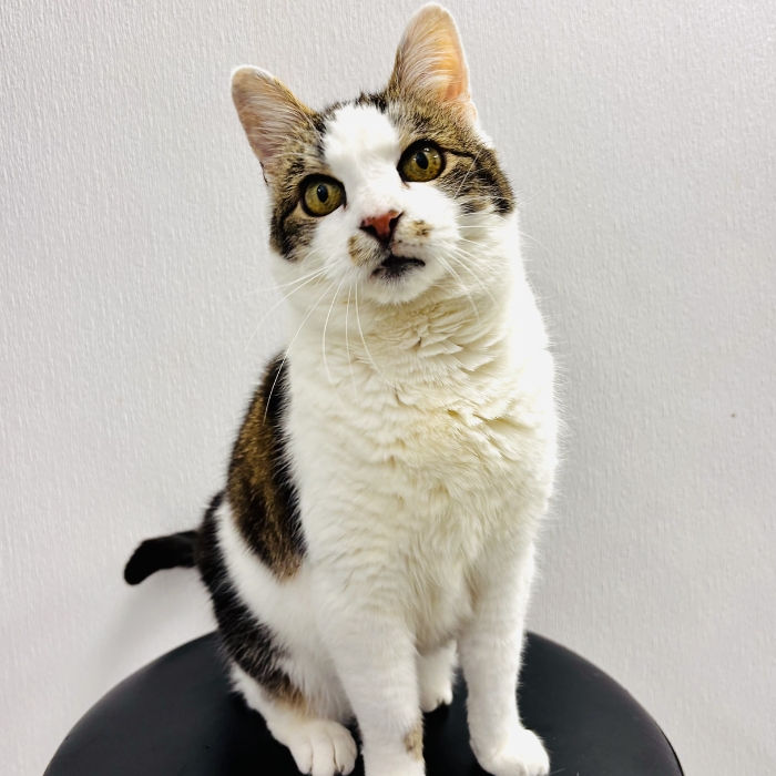 A white and brown cat sits upright on a black stool