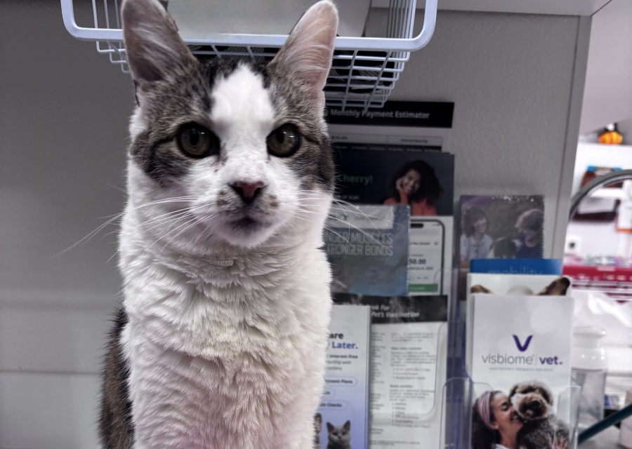 A cat with a tabby and white coat sits on a counter